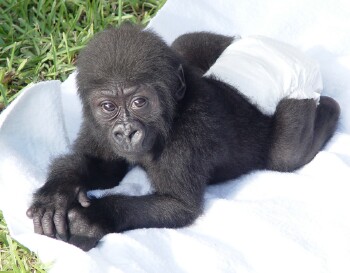 Bangori Baby Western Lowland Gorilla